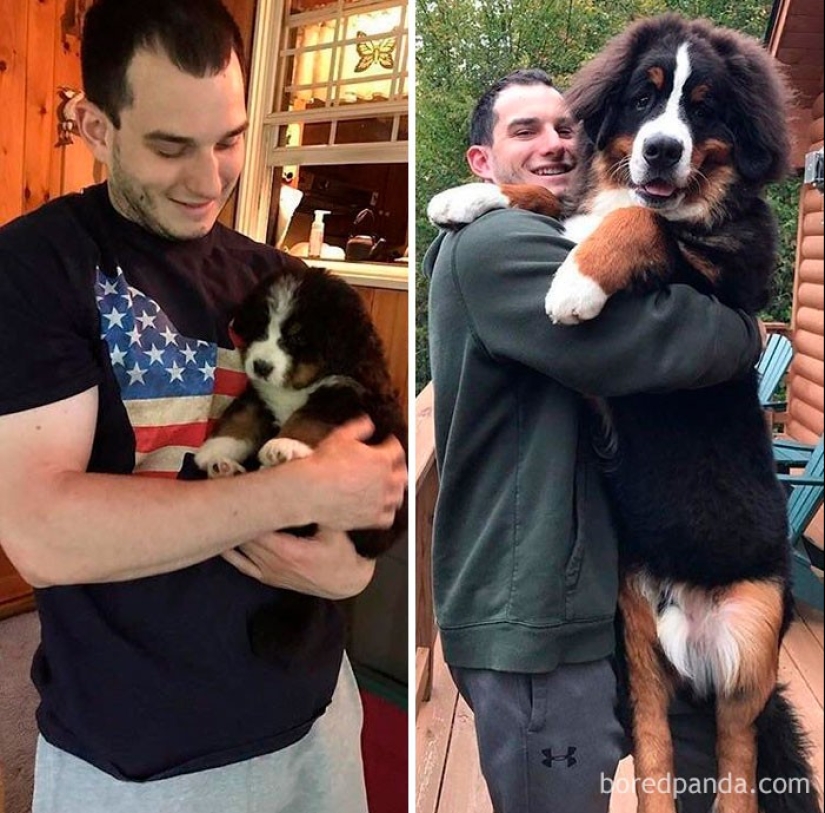 20 touching photos of dogs and their owners at the beginning of a friendship after many years 20 touching photos of dogs and their owners at the beginning of a friendship after many years
