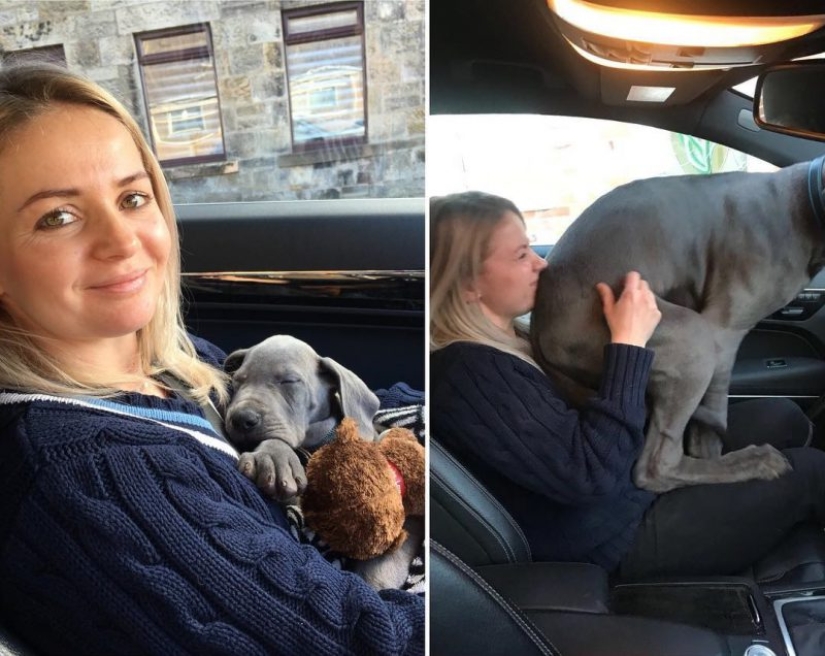 20 touching photos of dogs and their owners at the beginning of a friendship after many years 20 touching photos of dogs and their owners at the beginning of a friendship after many years