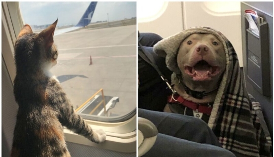 20 + viajeros animales que encantaron a todos los pasajeros