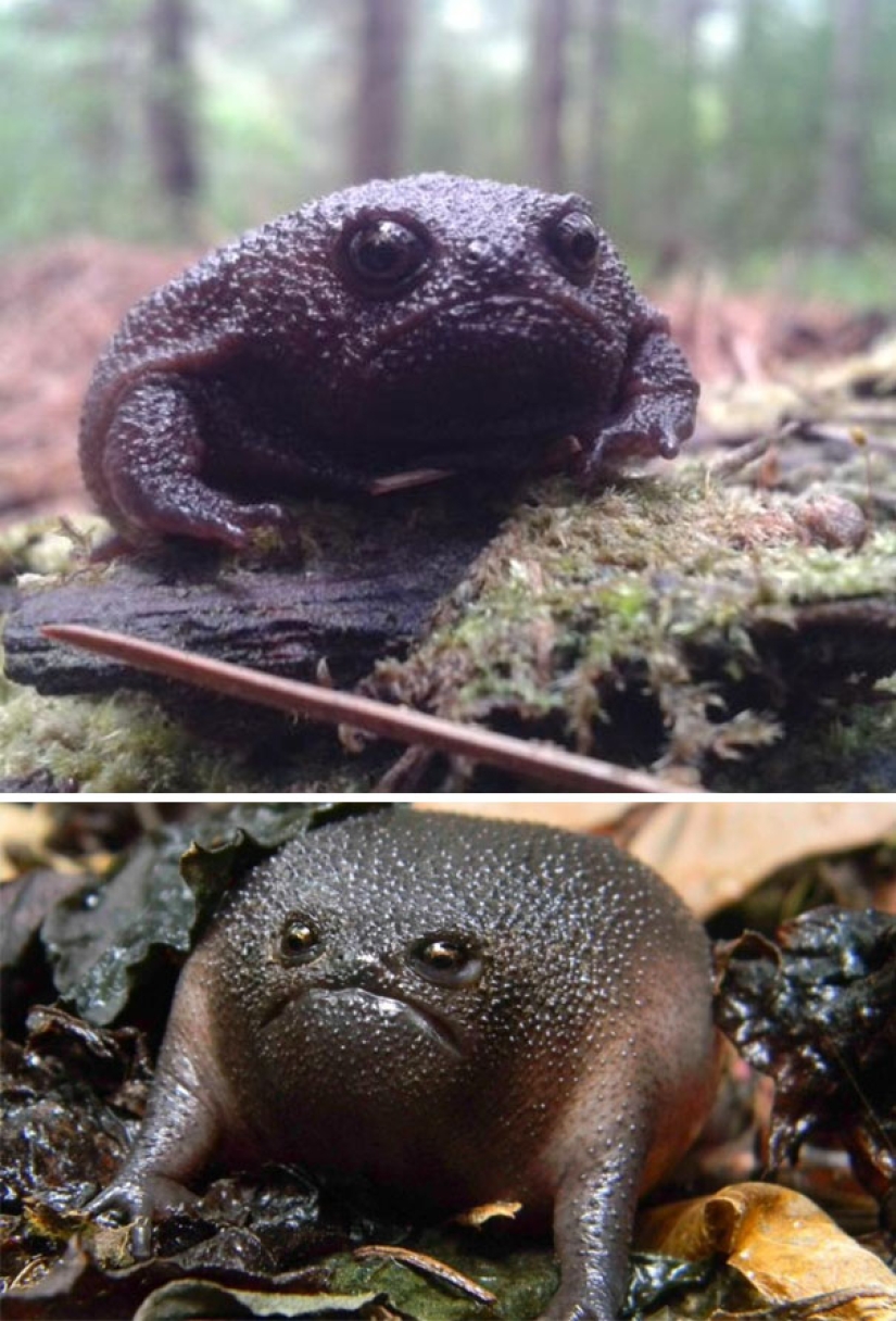 20 vicious animals that are better off not crossing the road 20 vicious animals that are better off not crossing the road