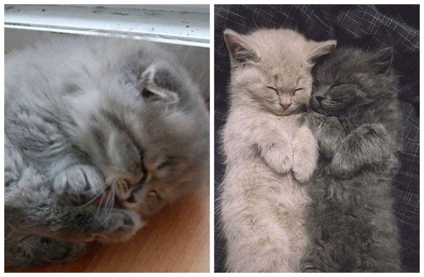 20 well, very fluffy cats, in which it is impossible not to fall in love