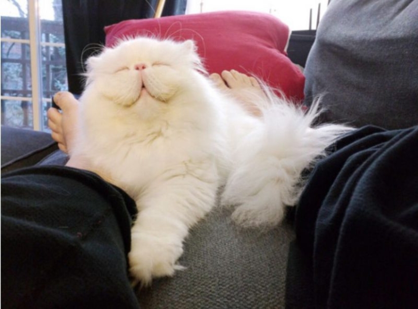 20 well, very fluffy cats, in which it is impossible not to fall in love