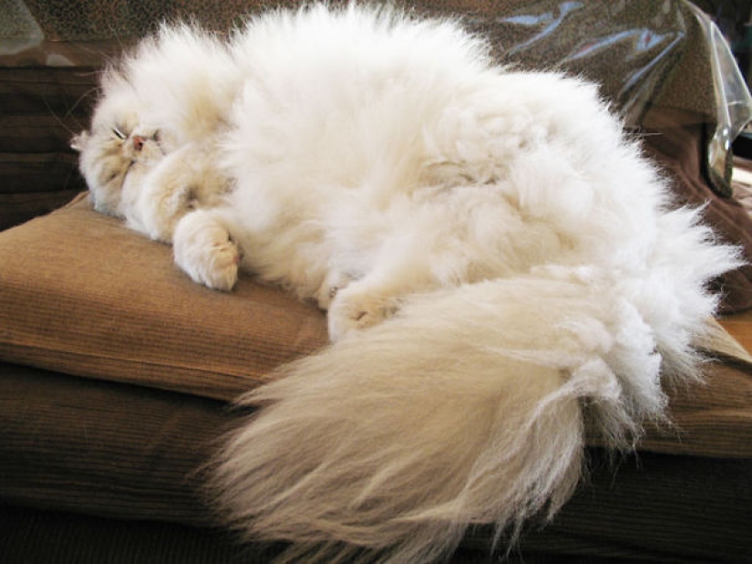 20 well, very fluffy cats, in which it is impossible not to fall in love
