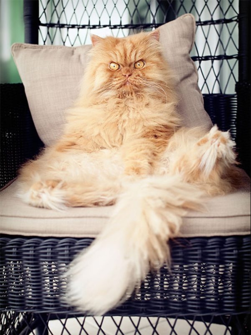 20 well, very fluffy cats, in which it is impossible not to fall in love