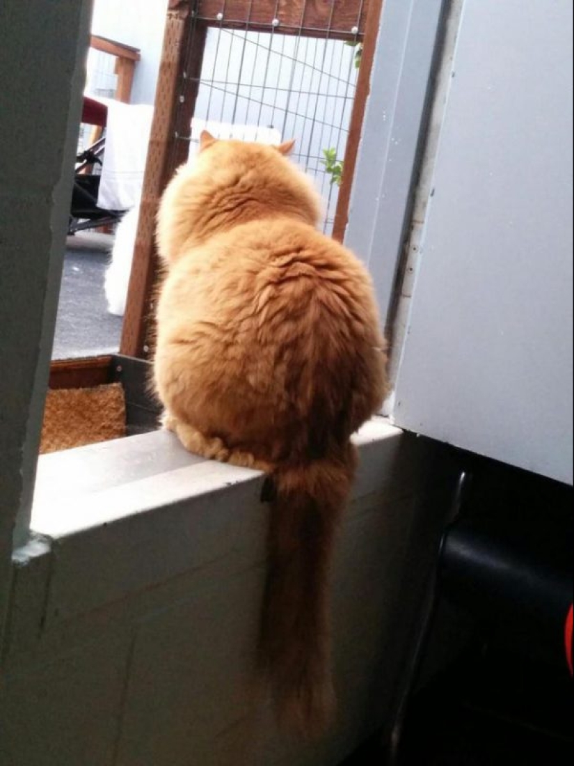 20 well, very fluffy cats, in which it is impossible not to fall in love