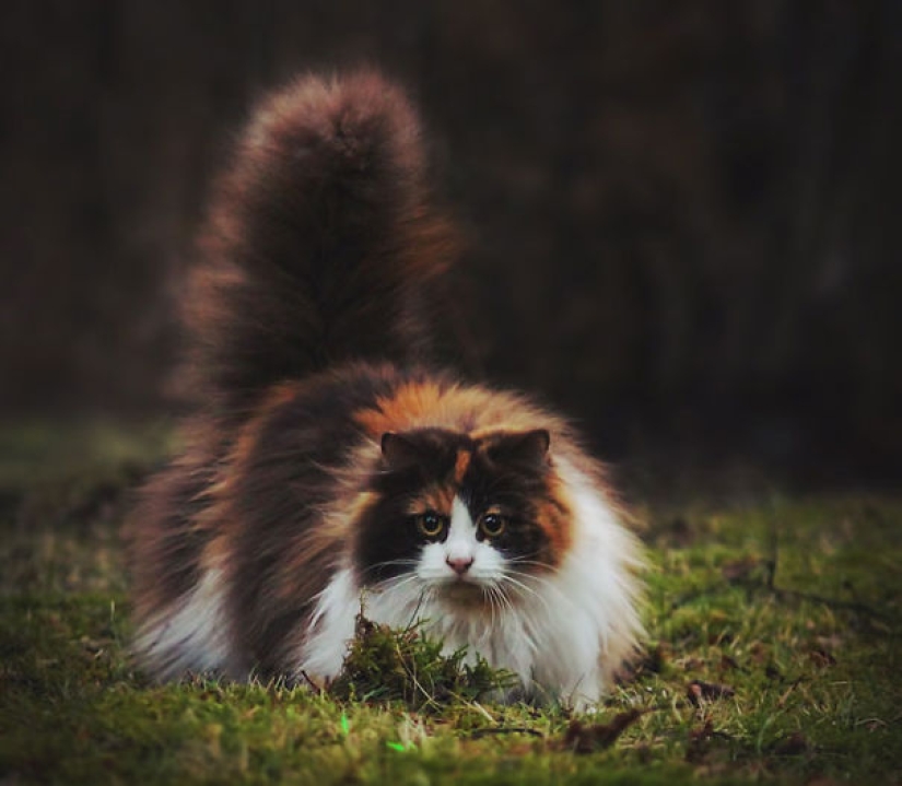 20 well, very fluffy cats, in which it is impossible not to fall in love
