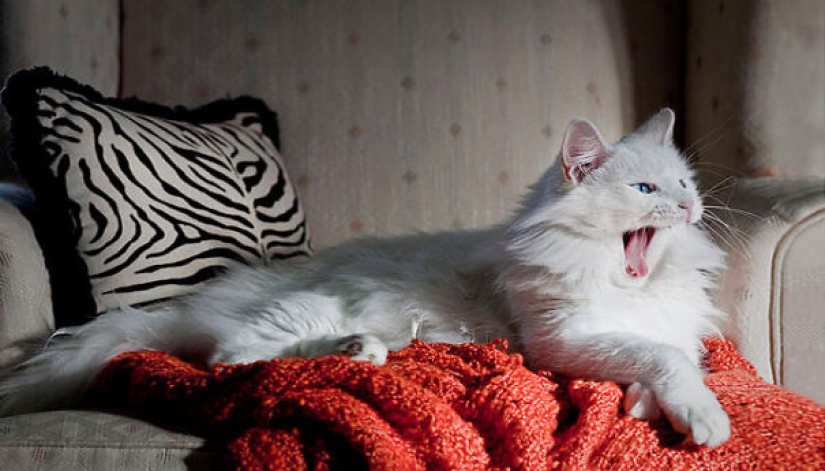 20 well, very fluffy cats, in which it is impossible not to fall in love