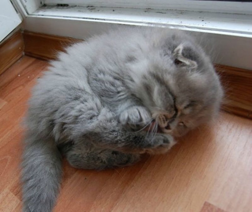 20 well, very fluffy cats, in which it is impossible not to fall in love