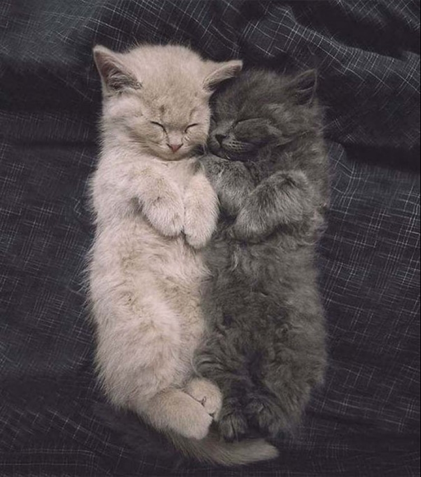 20 well, very fluffy cats, in which it is impossible not to fall in love