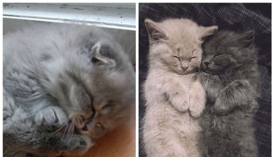 20 well, very fluffy cats, in which it is impossible not to fall in love
