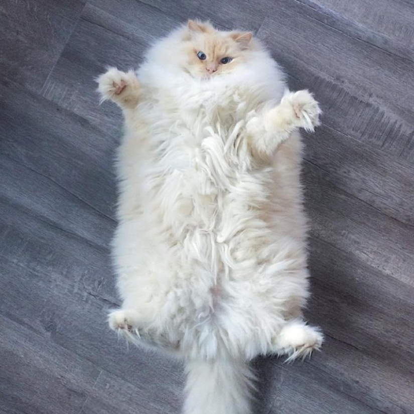 20 well, very fluffy cats, in which it is impossible not to fall in love