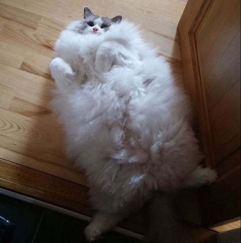 20 well, very fluffy cats, in which it is impossible not to fall in love
