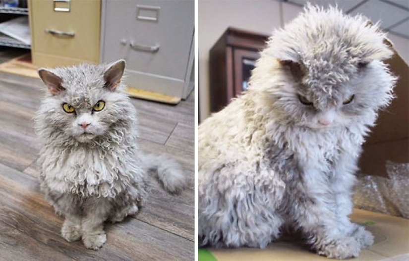 20 well, very fluffy cats, in which it is impossible not to fall in love