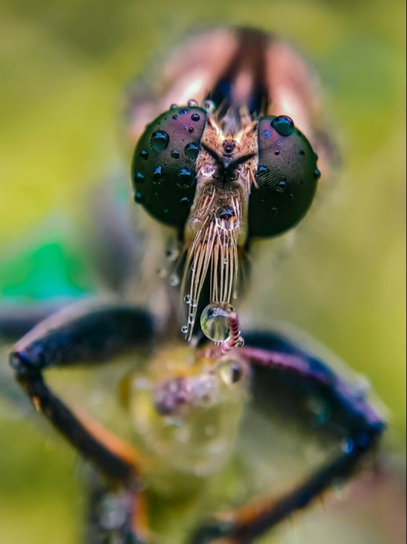 20-year-old Indian makes an incredible photo of the insect on the phone