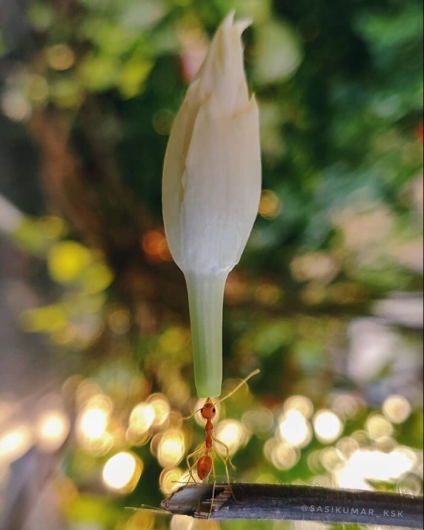 20-year-old Indian makes an incredible photo of the insect on the phone