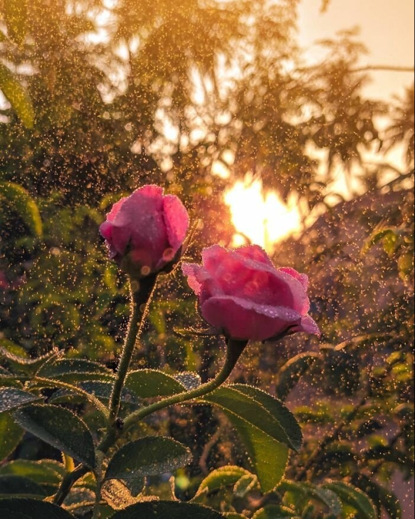 20-year-old Indian makes an incredible photo of the insect on the phone
