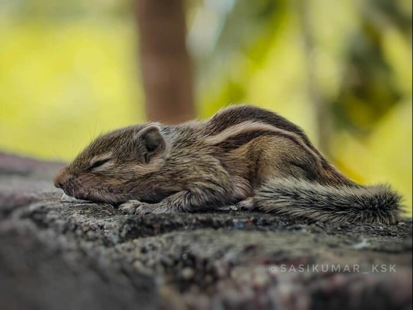 20-year-old Indian makes an incredible photo of the insect on the phone