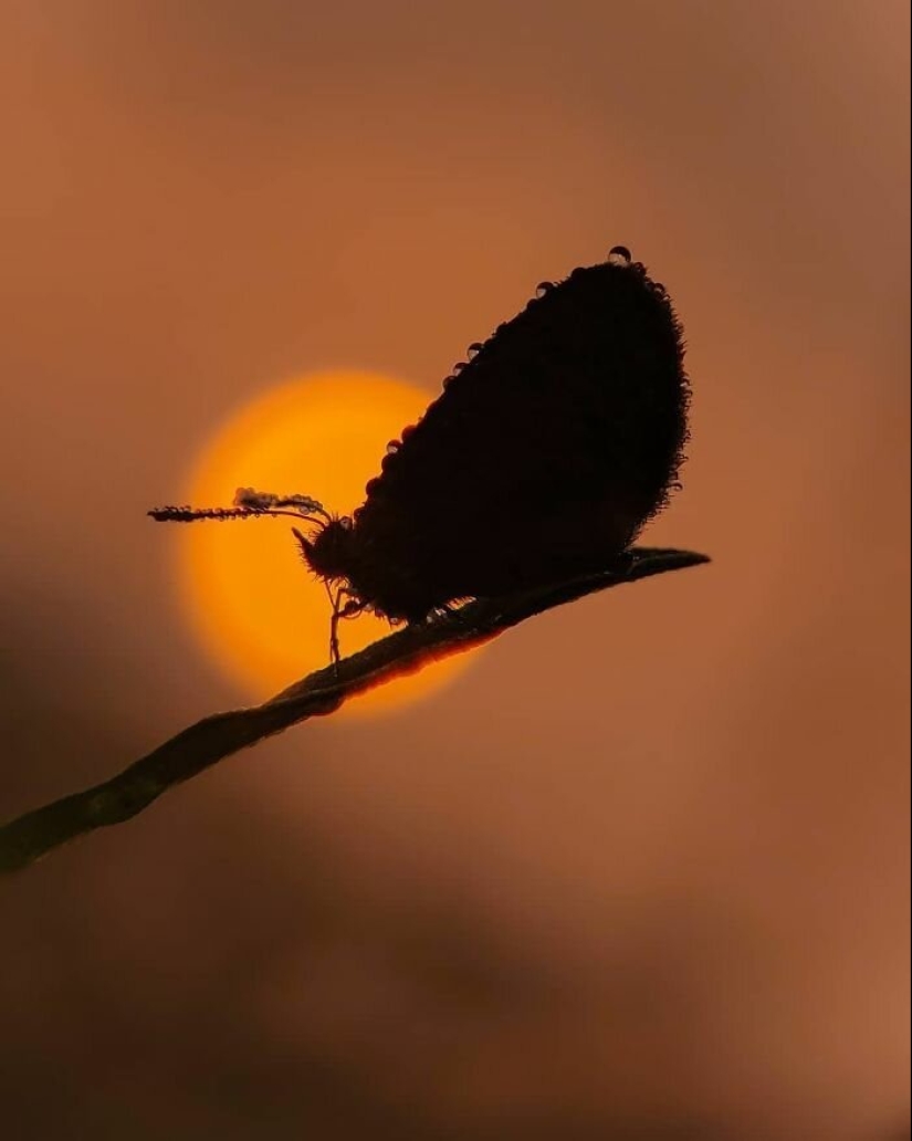 20-year-old Indian makes an incredible photo of the insect on the phone