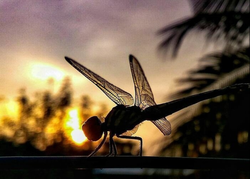 20-year-old Indian makes an incredible photo of the insect on the phone