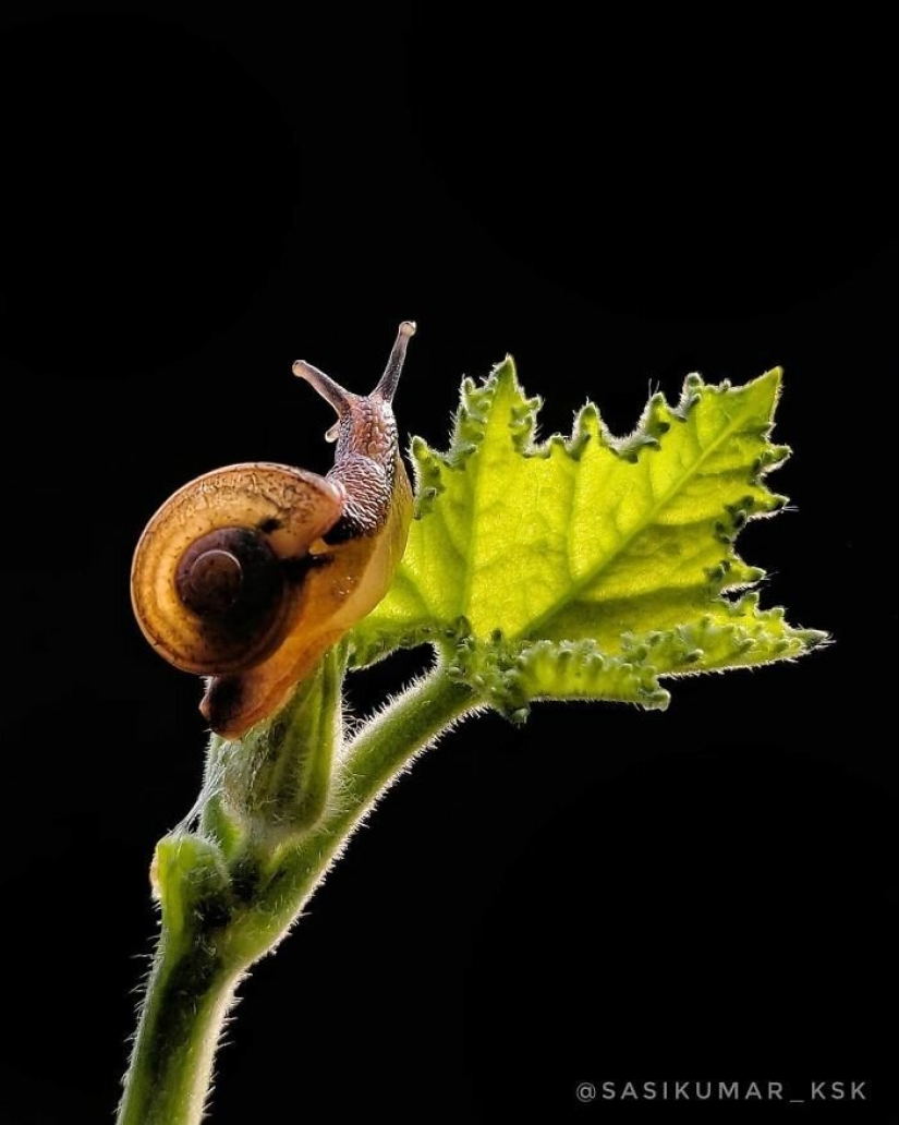 20-year-old Indian makes an incredible photo of the insect on the phone