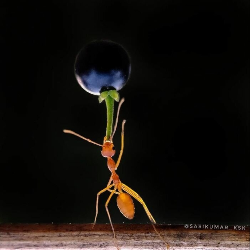 20-year-old Indian makes an incredible photo of the insect on the phone