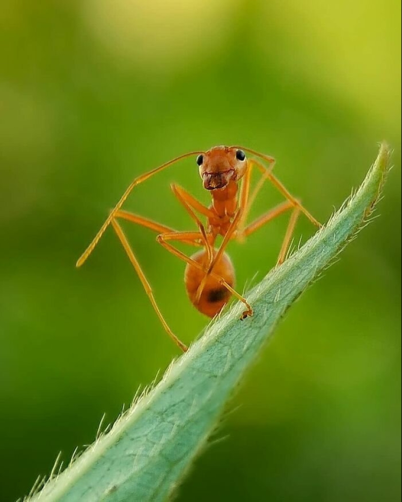 20-year-old Indian makes an incredible photo of the insect on the phone
