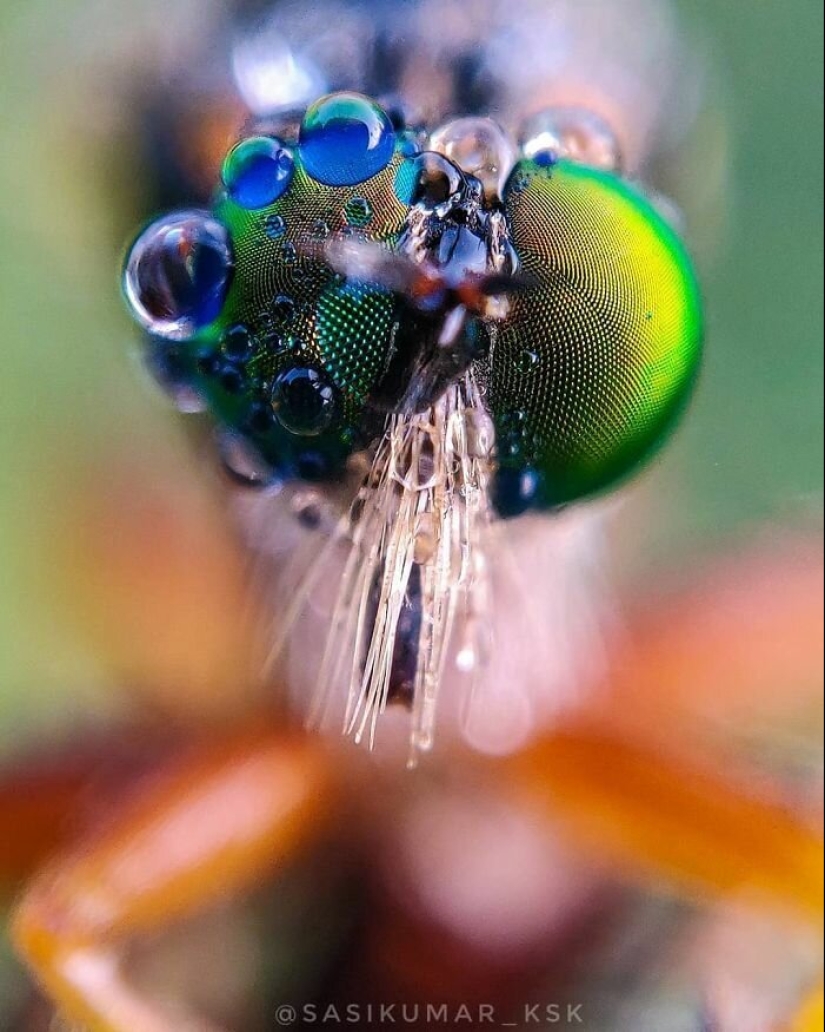 20-year-old Indian makes an incredible photo of the insect on the phone