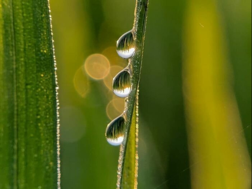 20-year-old Indian makes an incredible photo of the insect on the phone