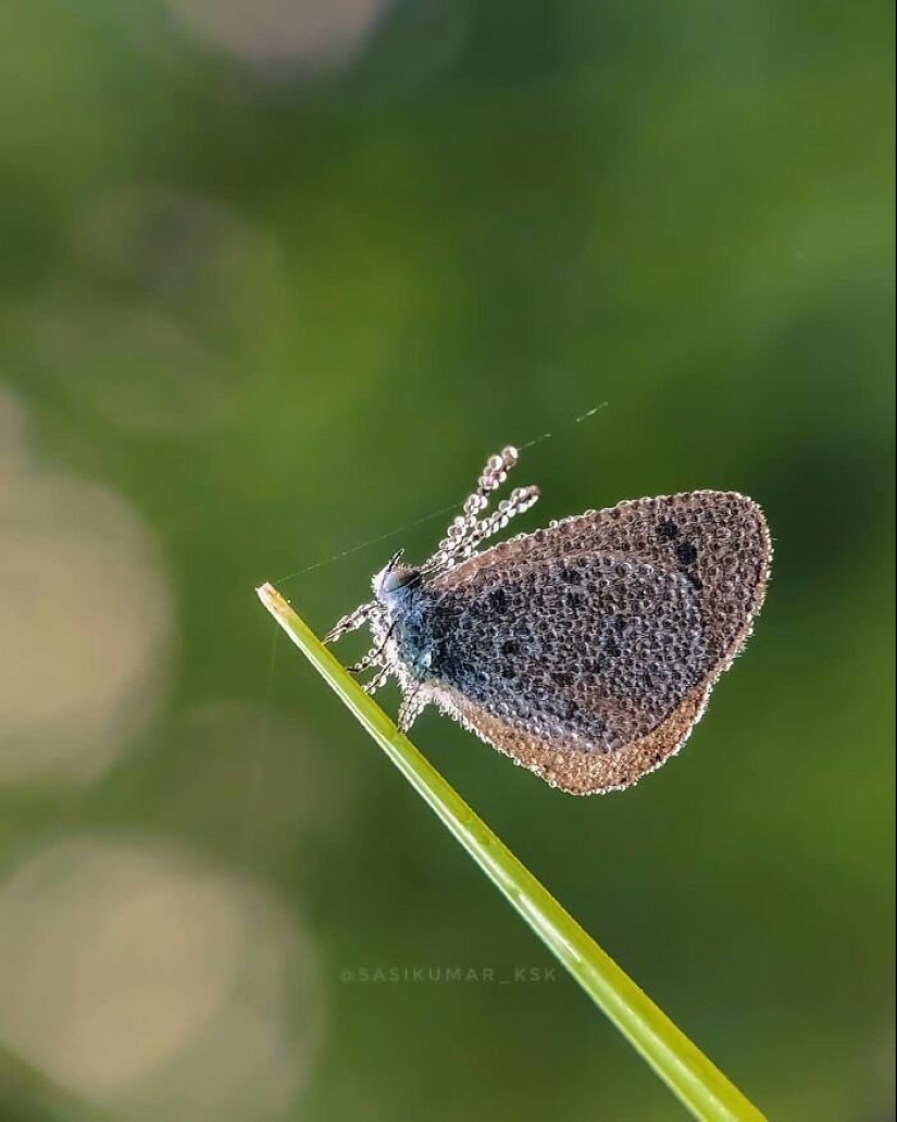 20-year-old Indian makes an incredible photo of the insect on the phone