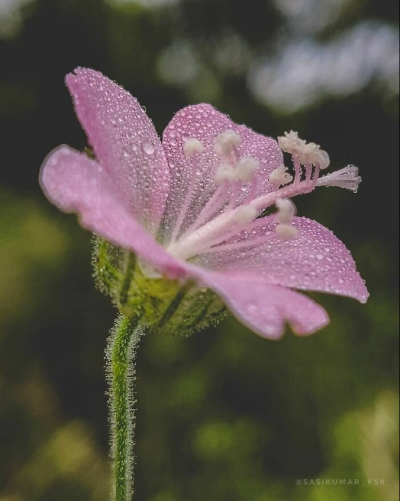 20-year-old Indian makes an incredible photo of the insect on the phone