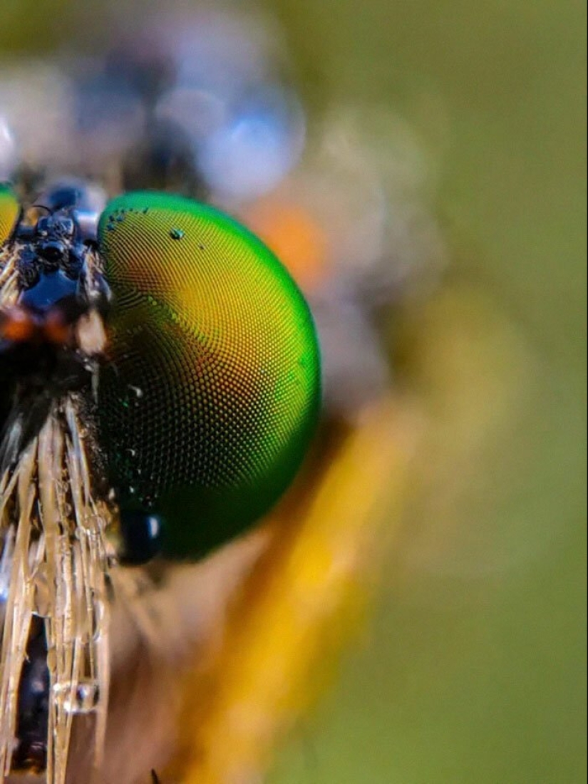 20-year-old Indian makes an incredible photo of the insect on the phone