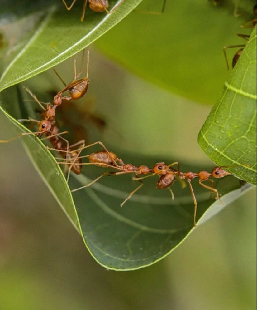 20-year-old Indian makes an incredible photo of the insect on the phone