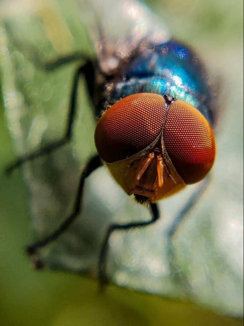 20-year-old Indian makes an incredible photo of the insect on the phone