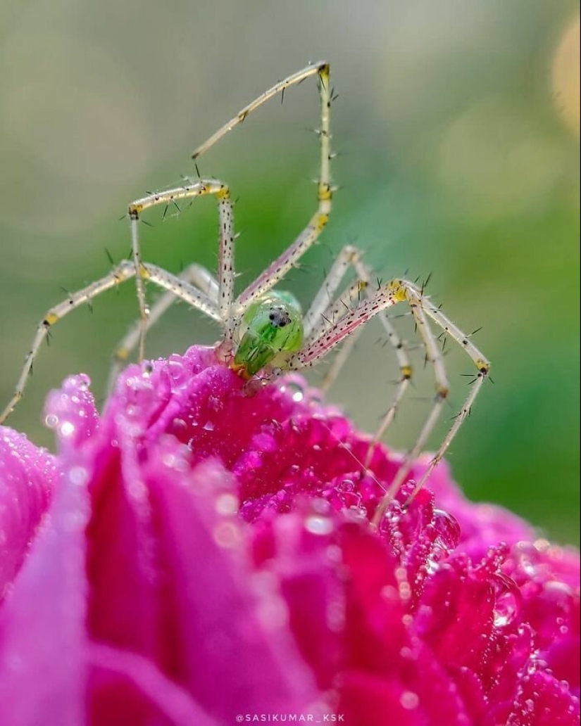 20-year-old Indian makes an incredible photo of the insect on the phone
