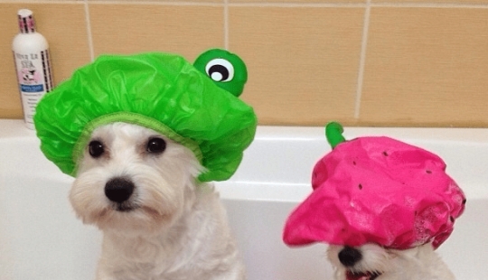 21 trucos de vida para dueños de mascotas 21 trucos de vida para dueños de mascotas