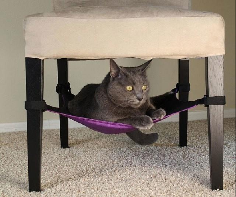 21 trucos de vida para dueños de mascotas