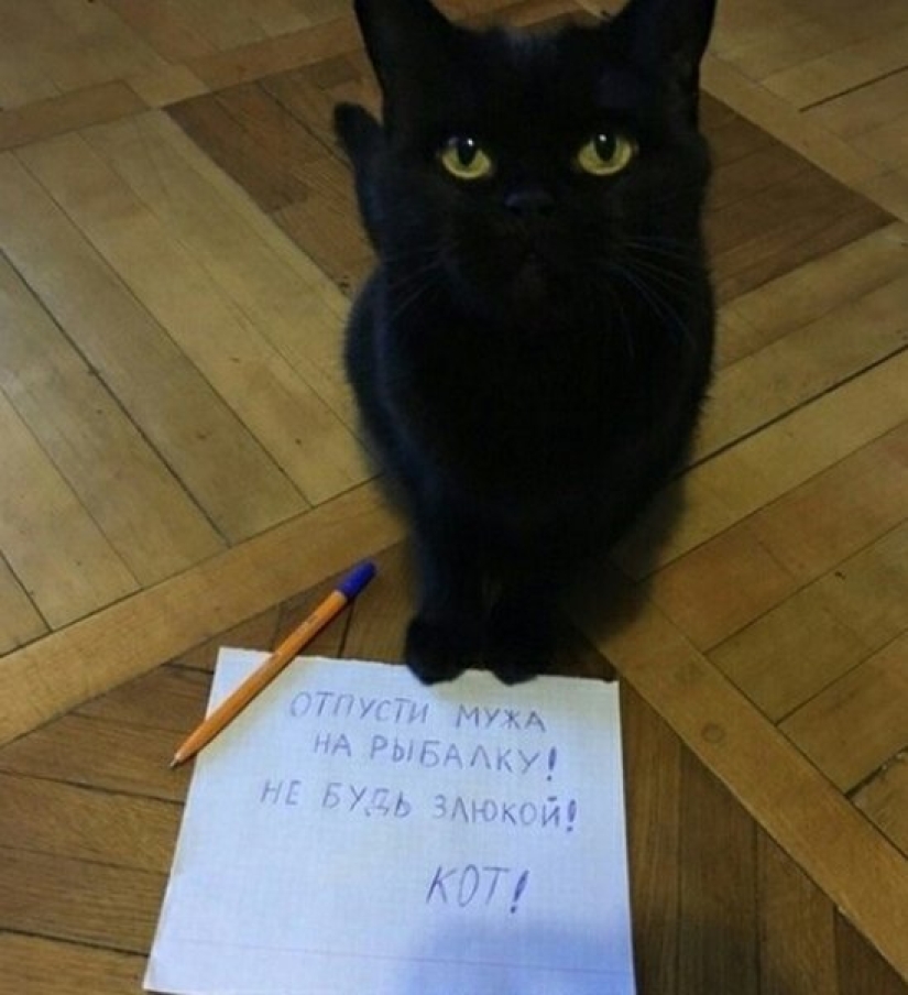 22 anuncios y notas divertidas escritas especialmente para gatos 22 anuncios y notas divertidas escritas especialmente para gatos