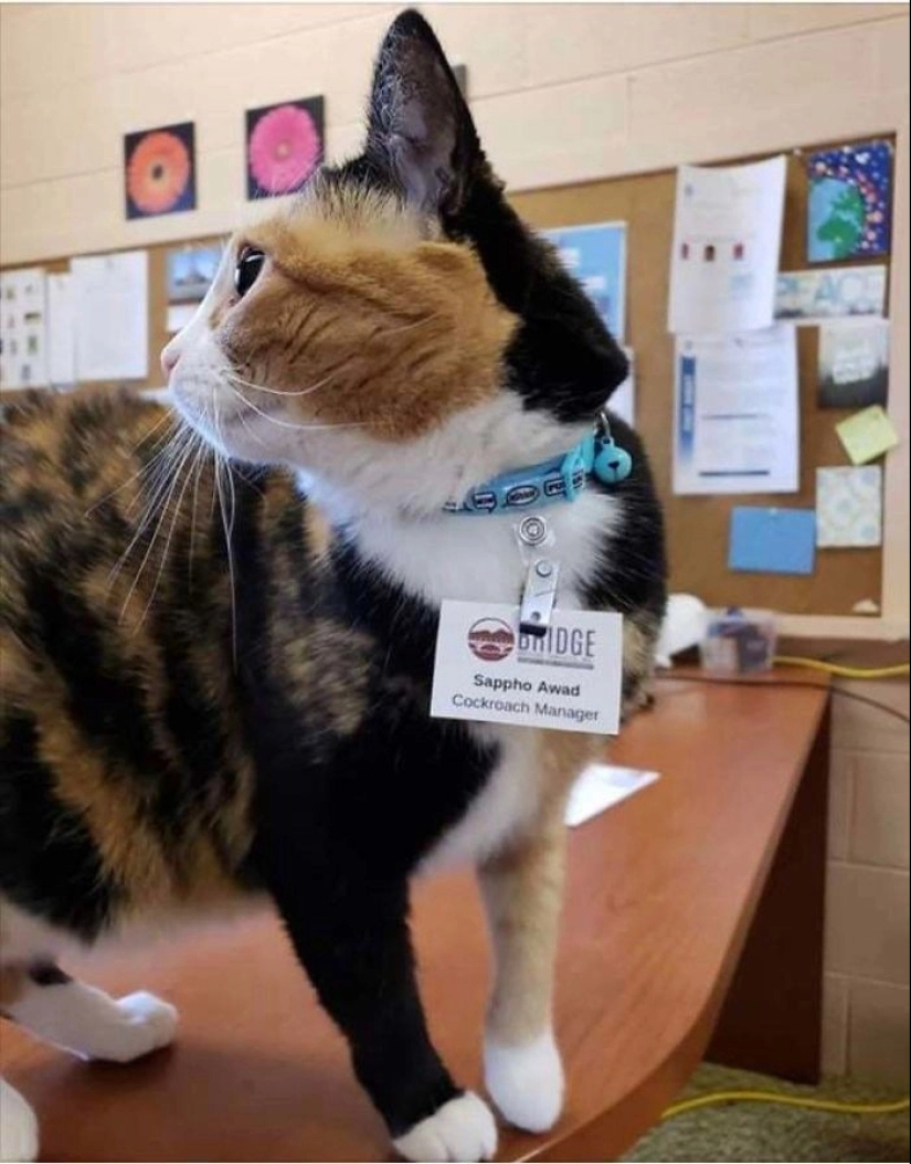 22 anuncios y notas divertidas escritas especialmente para gatos 22 anuncios y notas divertidas escritas especialmente para gatos