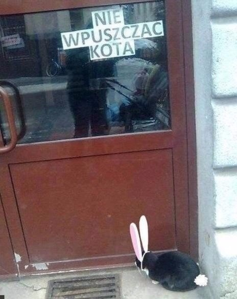 22 anuncios y notas divertidas escritas especialmente para gatos 22 anuncios y notas divertidas escritas especialmente para gatos