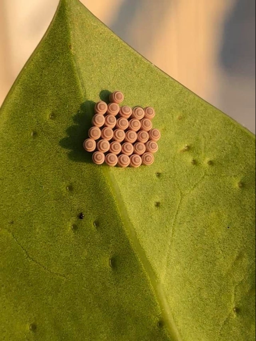 22 artículos no comestibles que de alguna manera causan apetito