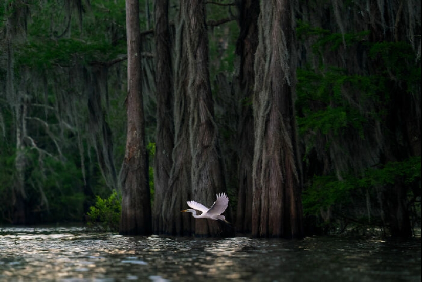 22 Award-Winning Photos From The World Nature Photography Awards 2025
