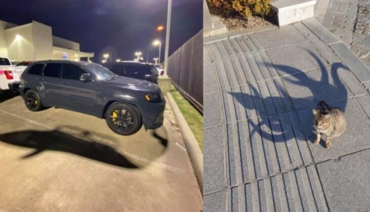 22 beautiful examples of the play of light and shadow