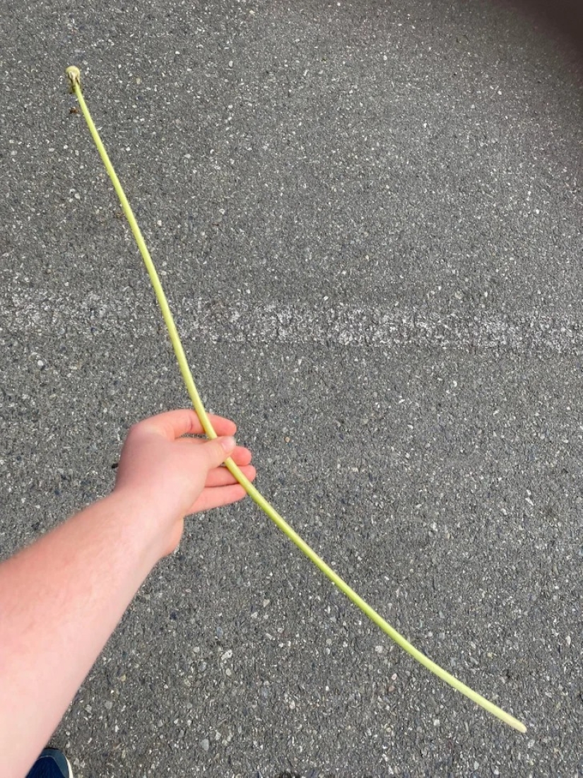 22 cases when nature surprised in the most unexpected way