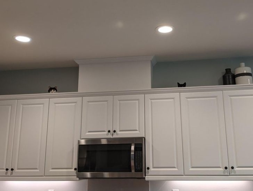 22 cats who, like no one else, know how to find a cozy place 22 cats who, like no one else, know how to find a cozy place