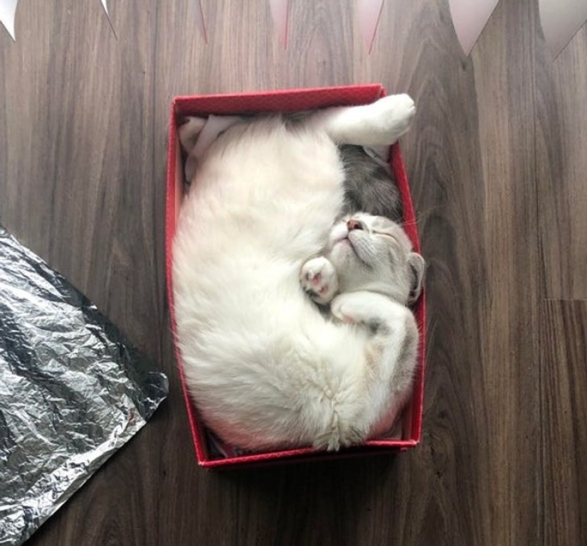 22 cats who, like no one else, know how to find a cozy place 22 cats who, like no one else, know how to find a cozy place
