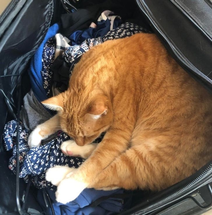 22 cats who, like no one else, know how to find a cozy place 22 cats who, like no one else, know how to find a cozy place