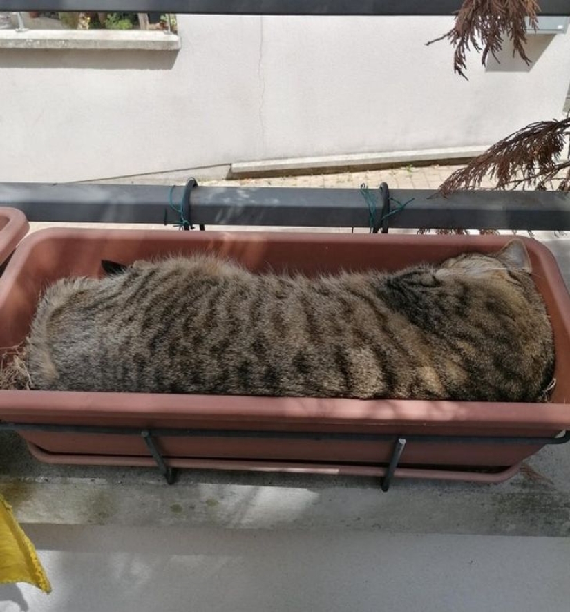 22 cats who, like no one else, know how to find a cozy place 22 cats who, like no one else, know how to find a cozy place