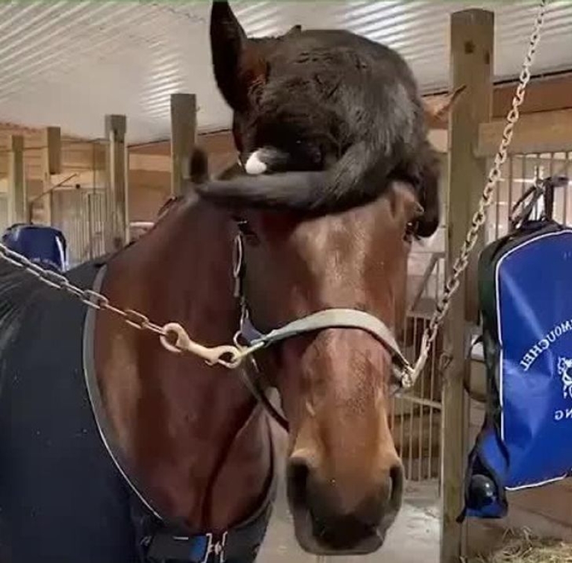 22 cats who, like no one else, know how to find a cozy place 22 cats who, like no one else, know how to find a cozy place