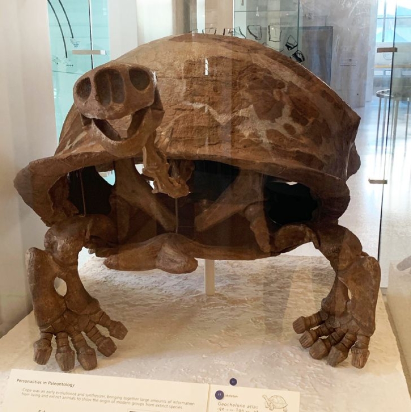 22 cosas increíbles, pero reales que no todo el mundo está destinado a ver en la vida