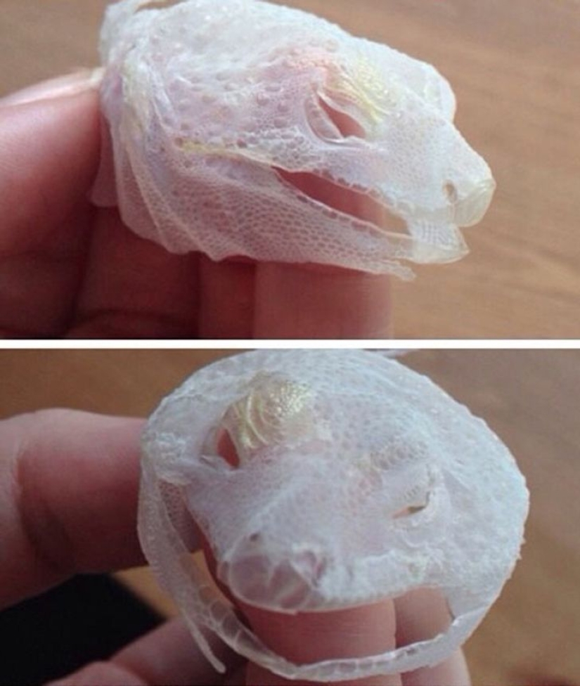 22 cosas increíbles que rara vez alguien logró ver